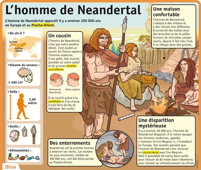 Homo énéandertal